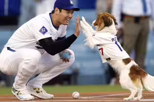 MLB》大谷翔平兼職童書作家 愛犬Decoy主演冒險故事