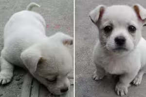 流浪小白狗老是趴水溝蓋上「領養隔天牠又趴回去」　聽附近住戶嘆氣才懂為什麼