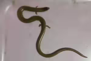 家中驚見小蛇「長出小手小腳」他PO網求救！內行揭真實身份
