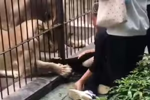 女童餵食獅子 險被抓腿拖入籠!園方回應了 女童餵食獅子 險被抓腿拖入籠!園方回應了