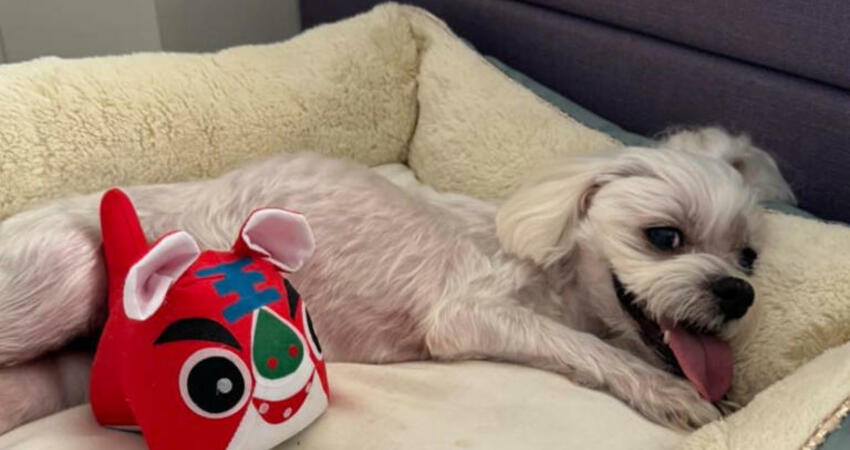 愛犬突癌逝崩潰爆哭！崔佩儀胸部驚見「10顆囊腫」 近況曝光