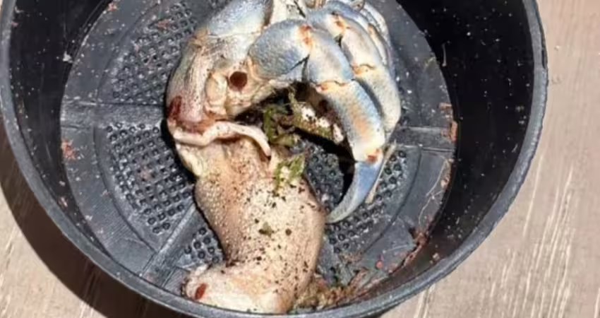 寵物被誤認成「氣炸鍋料理」！飼主心痛澄清了