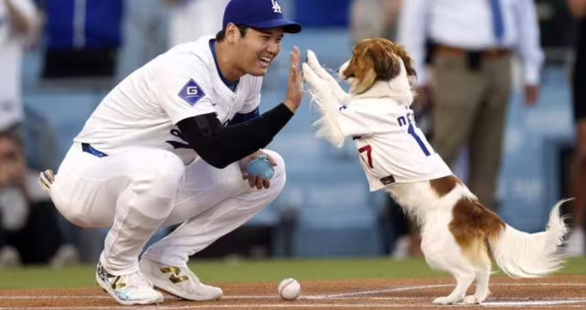 MLB》大谷翔平兼職童書作家 愛犬Decoy主演冒險故事