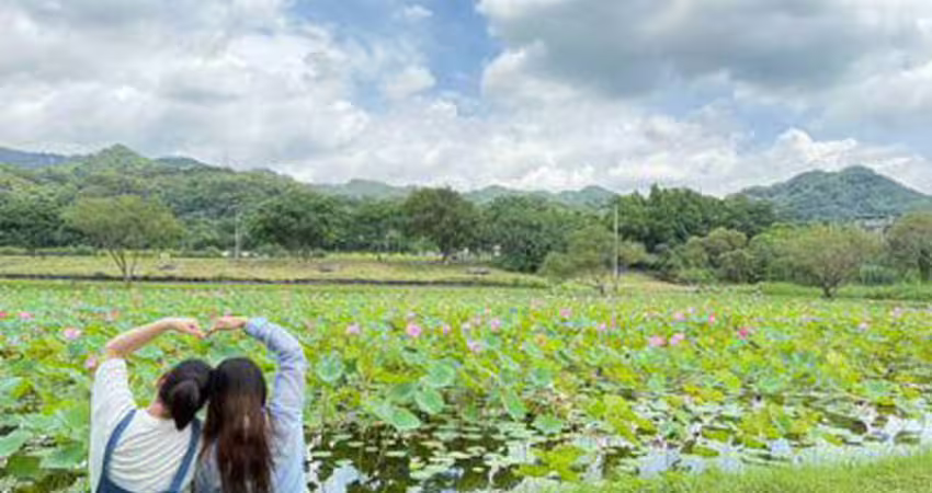 新北秘境「山佳荷花池」美到8月 順遊沐心池超忘憂