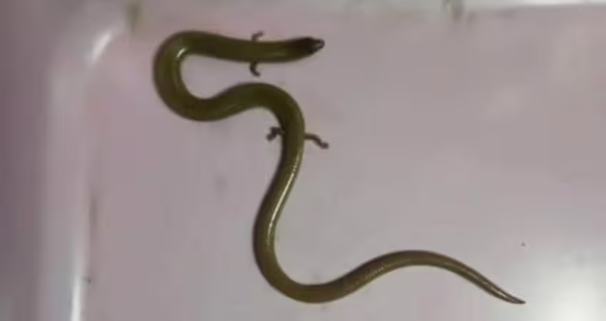 家中驚見小蛇「長出小手小腳」他PO網求救！內行揭真實身份