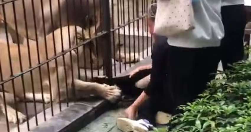 女童餵食獅子　險被抓腿拖入籠！園方回應了
