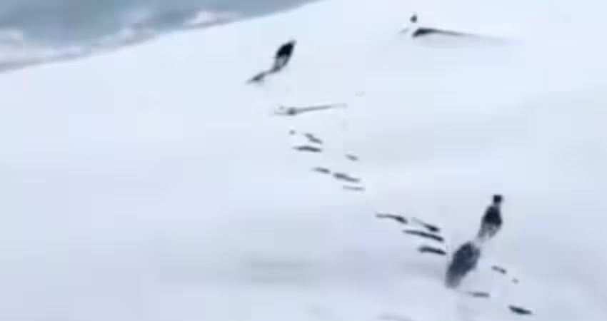 影／遭2獵犬圍捕　小野兔狂奔逃命！驚險瞬間無人機全錄下