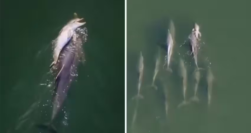 海豚媽背亡子漂流6天！不願離開「族群也陪伴」　專家揭原因全說了