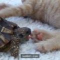 這隻烏龜也像人類一樣對貓咪的肉球無法抗拒，牠趁貓咪熟睡時竟然張大嘴巴「啃肉球」！