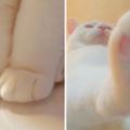 萌到令人無法直視的「貓星人美腿特寫照」，軟綿綿又毛茸茸腳腳讓貓奴大噴鼻血！