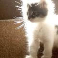 當貓咪碰上擾人靜電...這是本喵最新的毛皮裝飾！