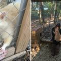 志工拯救了這隻受虐的白化症浣熊後想不到牠會道謝，當牠伸出手時志工都快要被惹哭了！