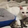 這隻小貓在發生地震時「有白貓哥哥緊緊守護」，1年後…牠的報恩讓主人都被惹哭了！