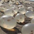 海灘上大量外星人的卵？仔細看才發現這透明蛋太令人吃驚