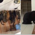 養了13隻貓，吃飯時間時黑貓總是孤伶伶的，以為牠被排擠，沒想到真正原因..真的讓人完全笑翻！