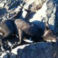 她在登山時發現了垂死的鬥牛犬躺在路邊，瘦小的她直接抱起22公斤的狗衝下山…