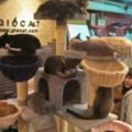 如果你是貓，還愛去貓咪咖啡館嗎？