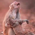 攝影師拍下猴媽媽「喪子哀號」的罕見一刻，但2分鐘後他就發現小猴子…