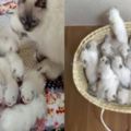 白貓一下子生了20隻小貓崽，其實它不知道主人比它還要煎熬！