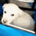 這隻在垃圾堆裡撿來的小土狗，竟然成為美國首隻獲得服務犬證書的中華田園犬