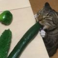 把採收的小黃瓜擺桌上後，沒幾秒我就笑噴啦...霸氣嗑黃瓜的喵皇讓網友笑噴！