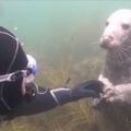 海豹「一直拉他手」讓潛水員超困惑，直到它往後一躺…才秒懂「這是狗吧」？！