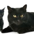 神秘的暗黑魅力？告訴你十個「非養黑貓不可」的原因！