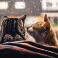 兩隻一起在窗前看雨的貓咪，甜蜜樣子讓網友心碎：連貓都比我幸福！