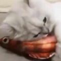 貓咪抱著一條魚抱枕，又是啃，又是舔的！主人太壞了！