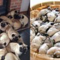 16隻巴哥犬聚在一起取暖的畫面，網友居然腦洞大開地聯想到新鮮食材…