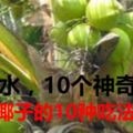 【收藏】椰子水，你不知道的10個神奇功效和椰子的10種吃法！