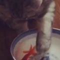主人用魚缸養魚，貓天天睡在上面用炙熱的眼神盯著，魚：壓力太大