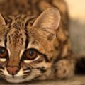 貓咪界最強「萌主」！美洲地區最小的貓科動物，比家貓還小，但卻能在野外頑強地生存著！