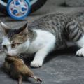 「無影爪」喵咪從下水道縫裡單手抓老鼠，貓咪:你對速度一無所知……