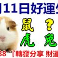 3月11日好運生肖，喜從天降迎好運！【鼠+？+雞+虎+兔+豬】『轉發分享財運入庫』