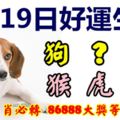 3月19日好運生肖，福氣降臨全家福！【狗+？+豬+猴+虎+？】『上榜生肖必轉86888大獎等著您！』