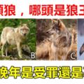 心理測試：4頭狼，哪頭是狼王？測你晚年是受罪還是享福？