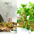 中藥大全第二篇（馬齒莧）馬齒莧的功效、作用與食用方法！