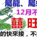 「屬龍屬蛇」人：2019年是「上上等運勢」哦！家裡有這2個生肖的快來接吧，不接不靈！