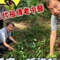 轉行做老中醫！62歲前TVB一線小生分享上山采藥片段大惹關注