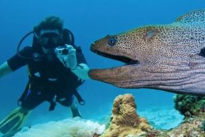 如果你在深海「遇到一隻海鰻而好奇靠近看看」，那麼接下來你很可能就會遇到這些事…