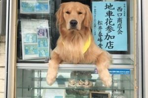 「正想買包菸，一看到老闆我就笑噴啦！」超盡責阿金老闆顧店模樣讓人融化！