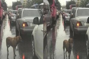 雨中堵車，狗狗挨個車子趴窗戶，知道原因後，其實牠是在...