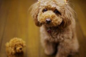 飼養貴賓犬的5大好處，你知道嗎？