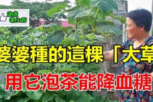 婆婆種的「大草」，用它泡茶能降血糖，婆婆一年得喝一大棵呢