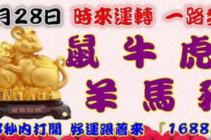 9月28日時來運轉一路發，鼠牛虎羊馬豬，88秒內打開好運跟著來『16888』