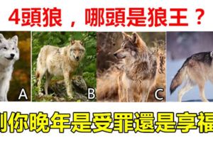 心理測試：4頭狼，哪頭是狼王？測你晚年是受罪還是享福？