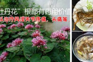 「牡丹花」，開花有臭味，卻有人拿葉子泡茶，用根燉湯，臭牡丹的根燉雞非常有營養的