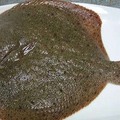 如果媽媽煮了「這種魚」請馬上倒進垃圾桶，牠是連養殖戶都不敢吃的癌魚啊！