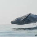 40噸的座頭鯨「以為自己是海豚」跳出海面，接下來的奇景讓大家的驚呼都停不下來！